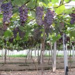 葡萄专用多功能棚膜