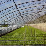 EVA Anti-Qxidative and fog uv Film EVA Anti-Qxidative and fog uv Film