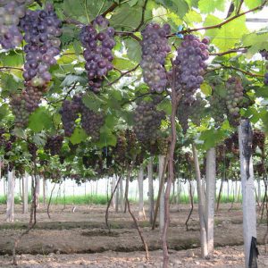 Grape Application Multi-functional Greenhouse Film Grape Application Multi-functional Greenhouse Film