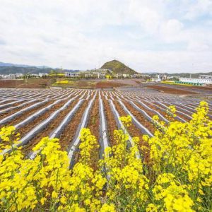 Dichromatic stripe mulch film Dichromatic stripe mulch film