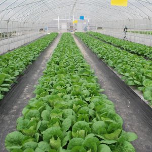 Vegetable Application Multi-functional Greenhouse Film Vegetable Application Multi-functional Greenhouse Film