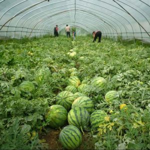 Watermelon Application Multi-functional Greenhouse Film Watermelon Application Multi-functional Greenhouse Film